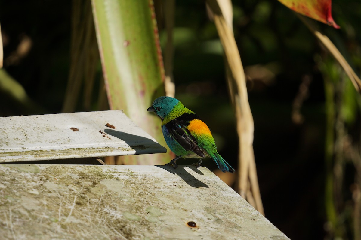 Green-headed Tanager - ML619960497