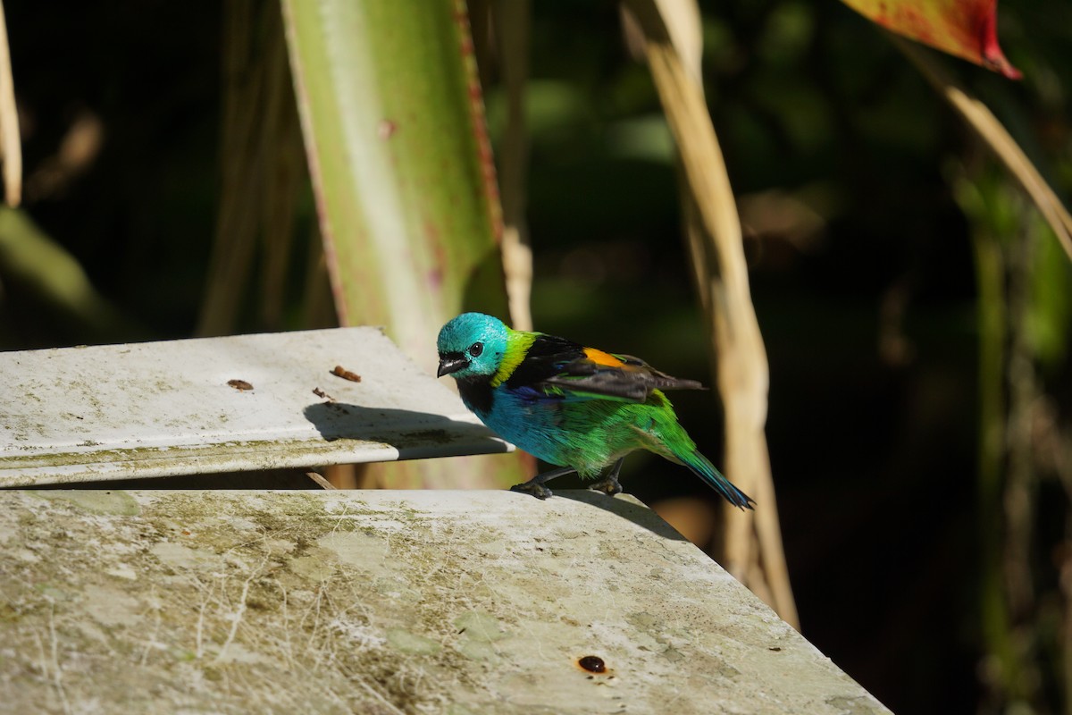 Green-headed Tanager - ML619960498