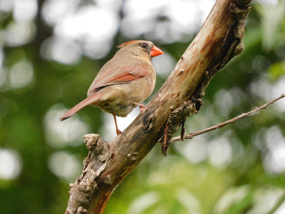 Northern Cardinal - ML619960504