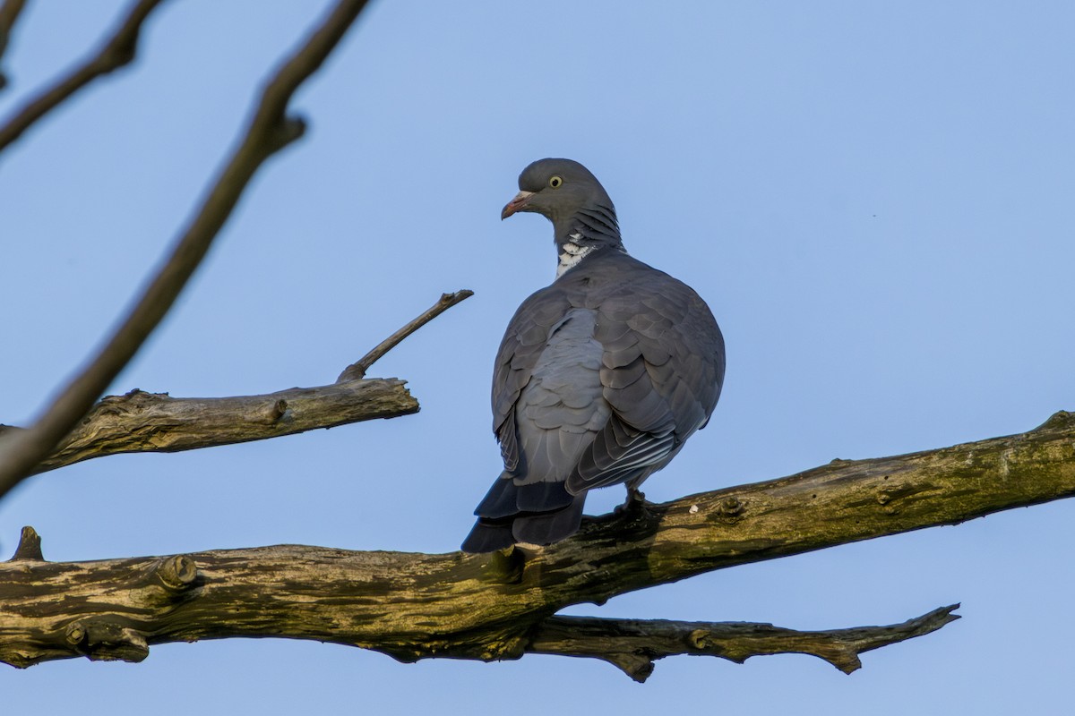 Eurasian Collared-Dove - ML619960507