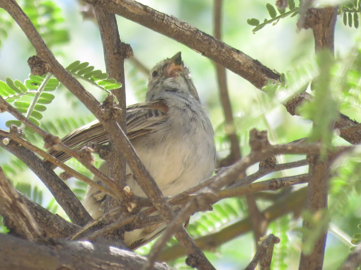 Rufous-winged Sparrow - ML619960534