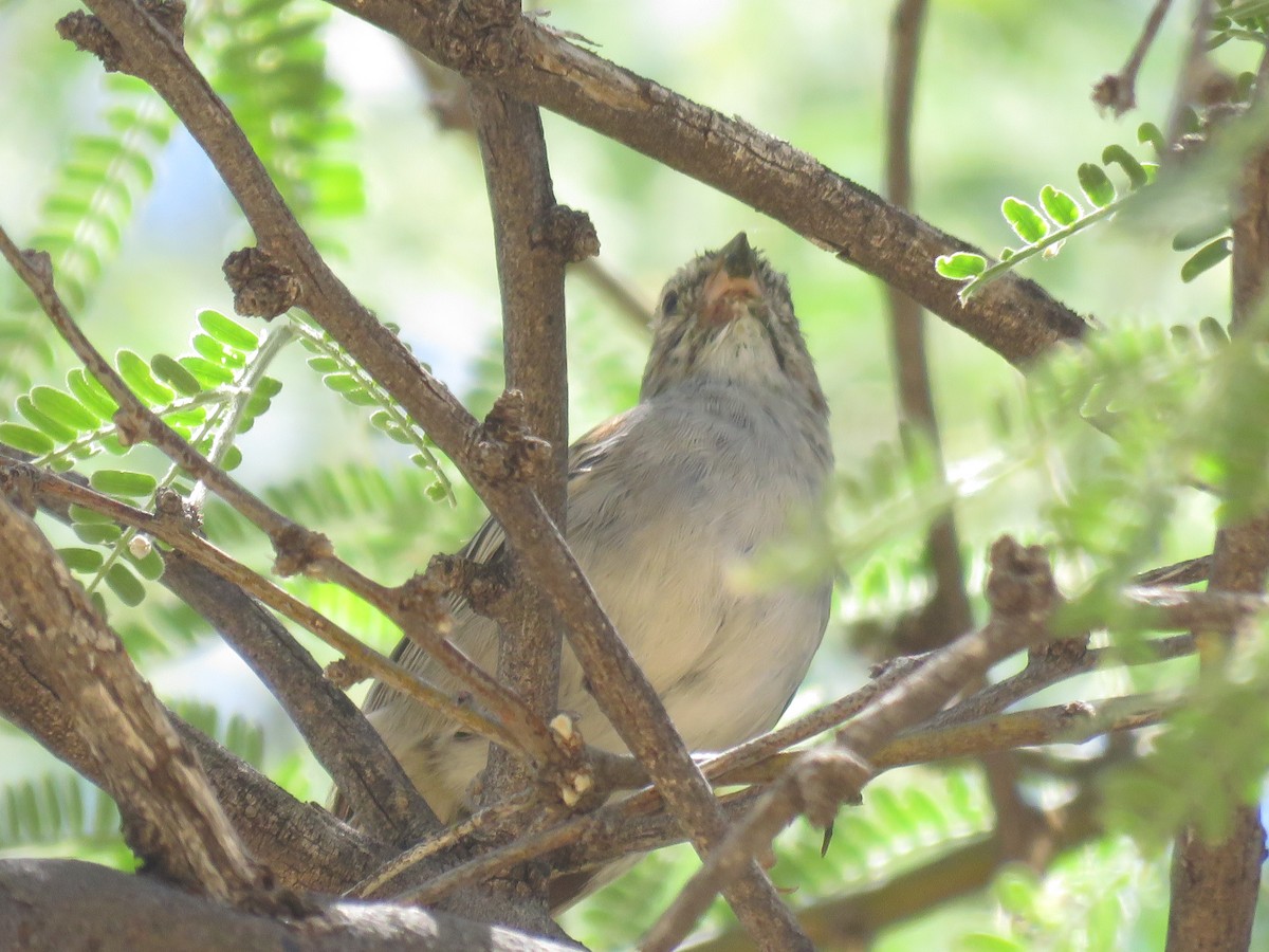 Rufous-winged Sparrow - ML619960535