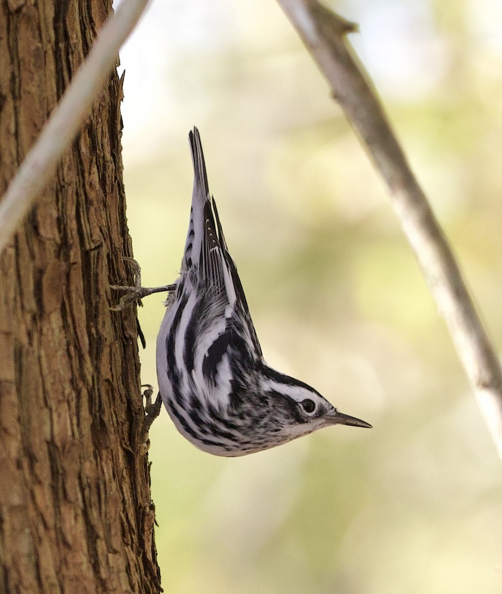 Black-and-white Warbler - ML619960543