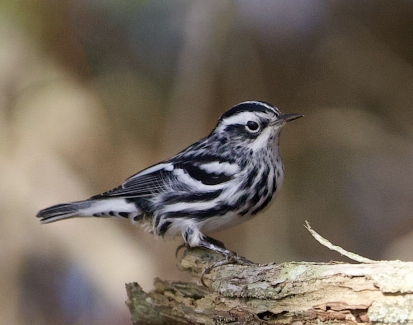 Black-and-white Warbler - ML619960544