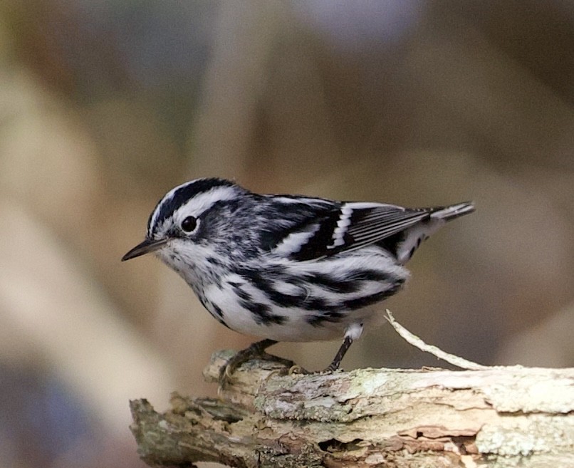 Black-and-white Warbler - ML619960545