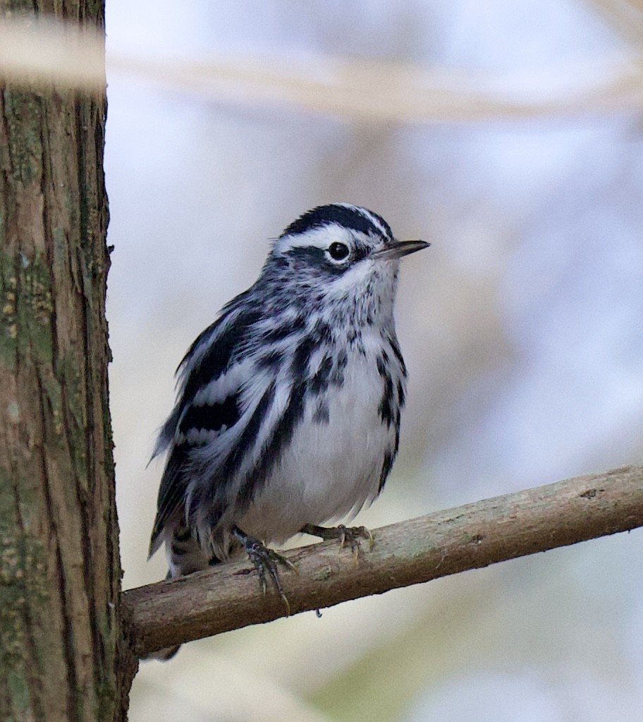Black-and-white Warbler - ML619960546
