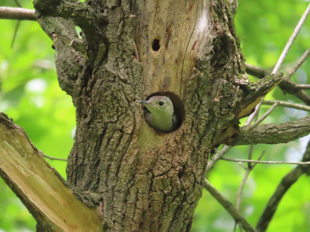 Red-bellied Woodpecker - ML619960567
