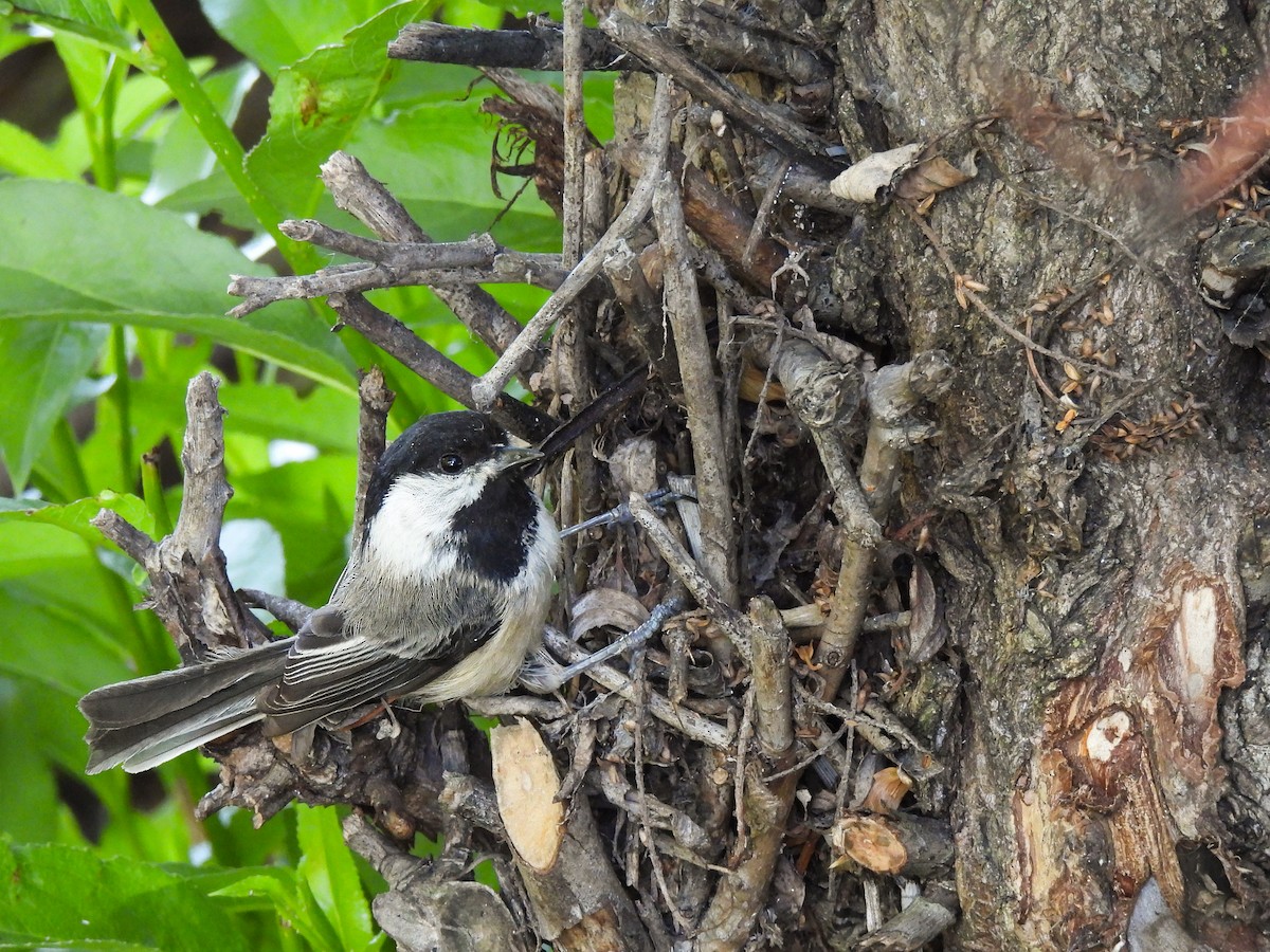 Black-capped Chickadee - Brittany Miller