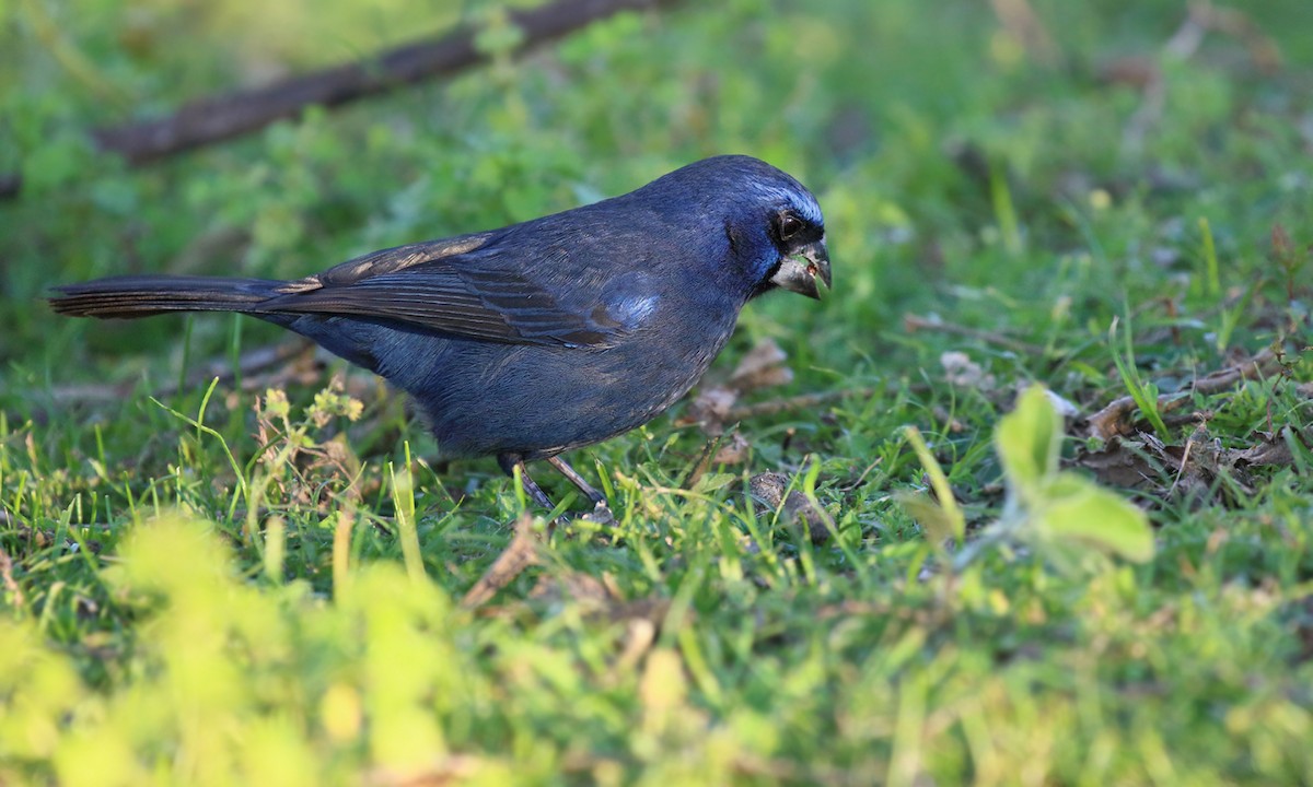 Ultramarine Grosbeak - ML619960589