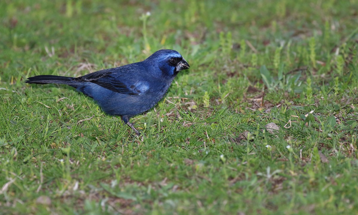 Ultramarine Grosbeak - ML619960590