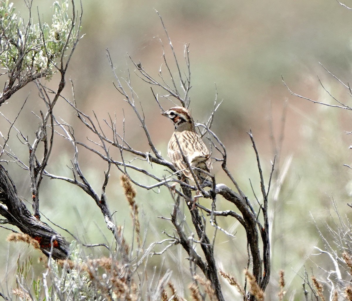 Lark Sparrow - ML619960606