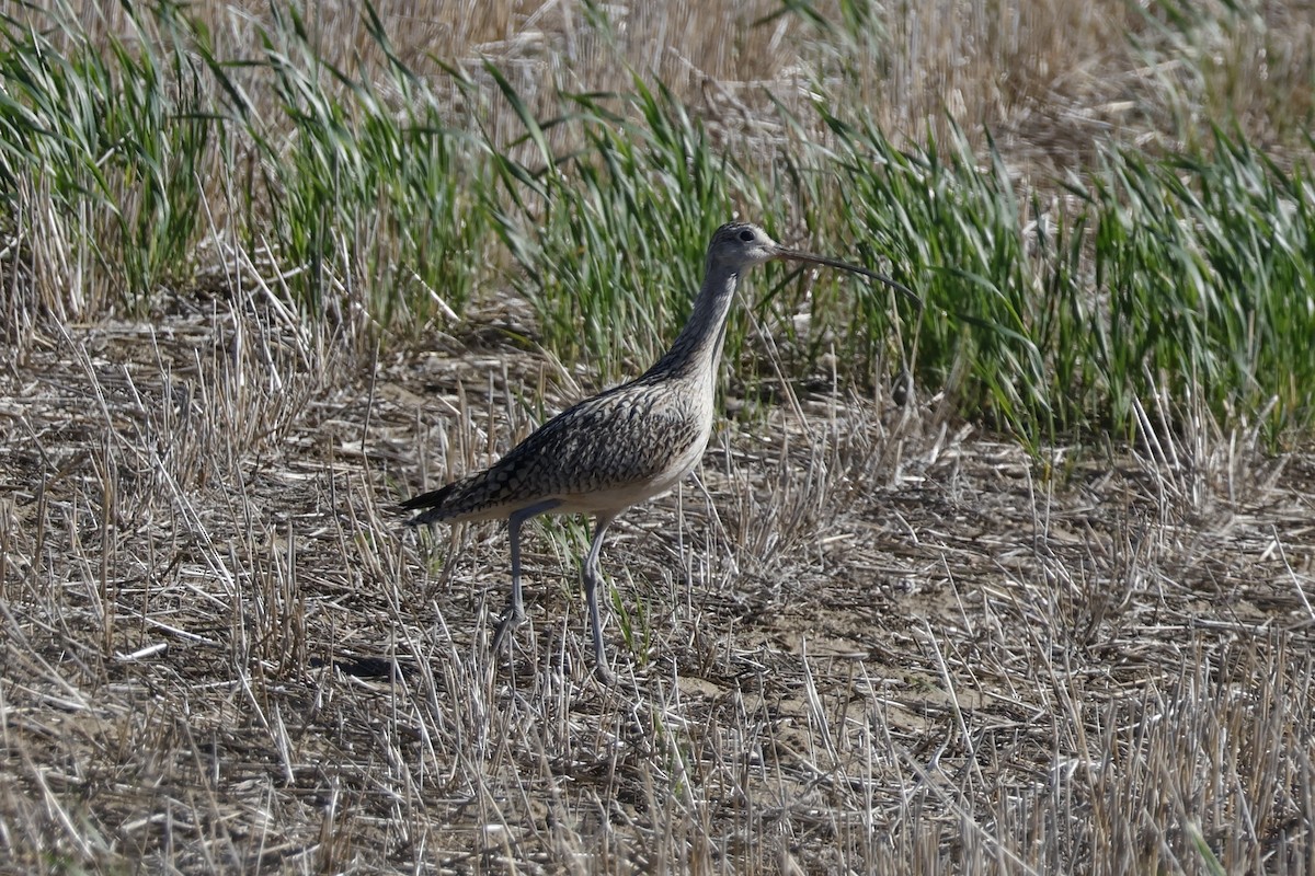Long-billed Curlew - ML619960618