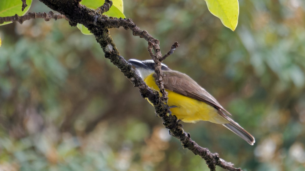 Boat-billed Flycatcher - ML619960635