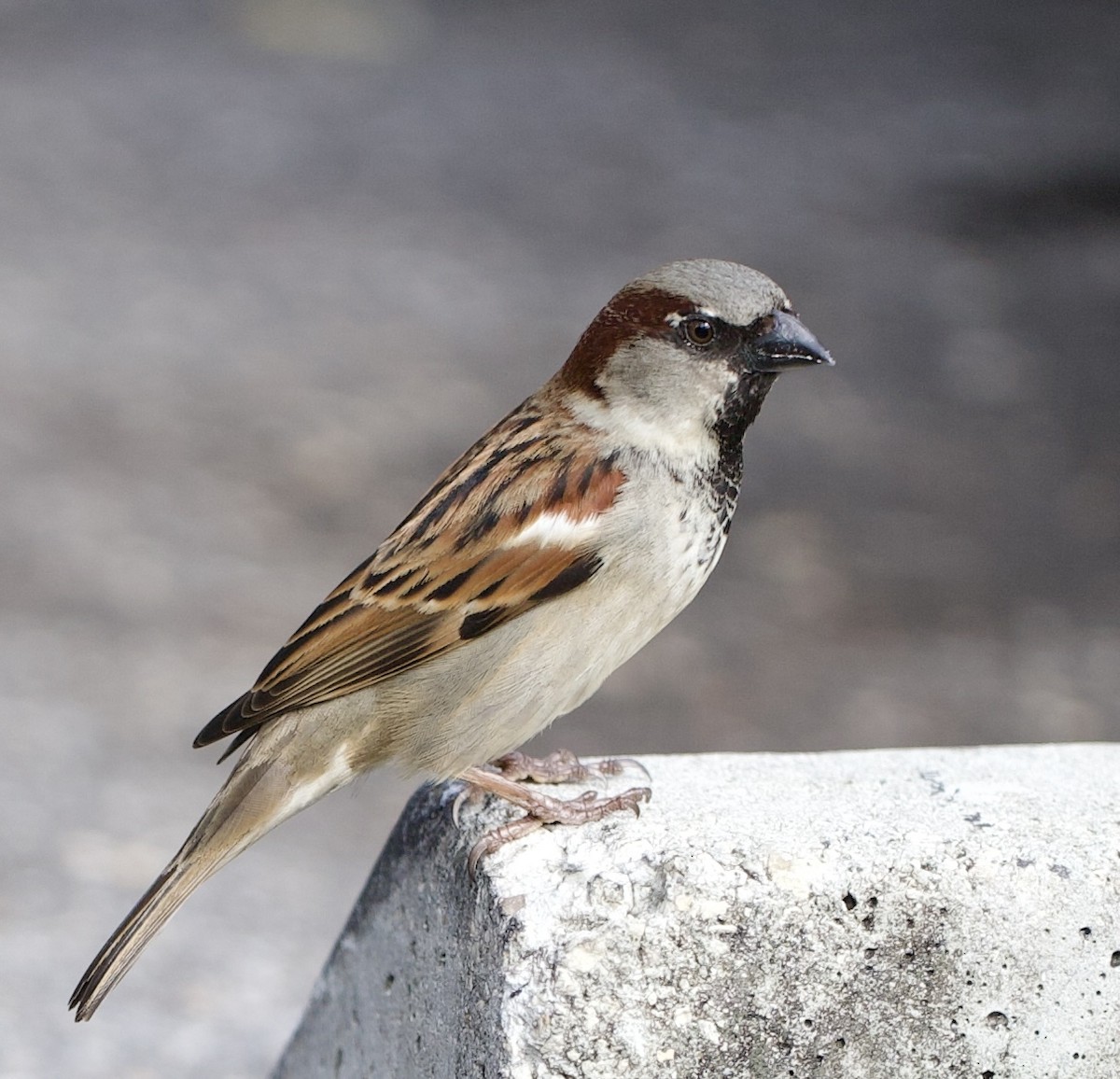 House Sparrow - ML619960636