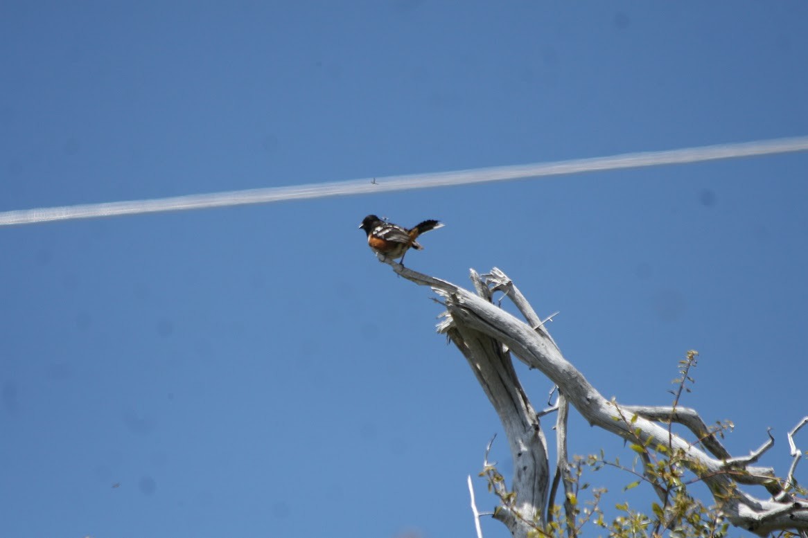 Spotted Towhee - ML619960637