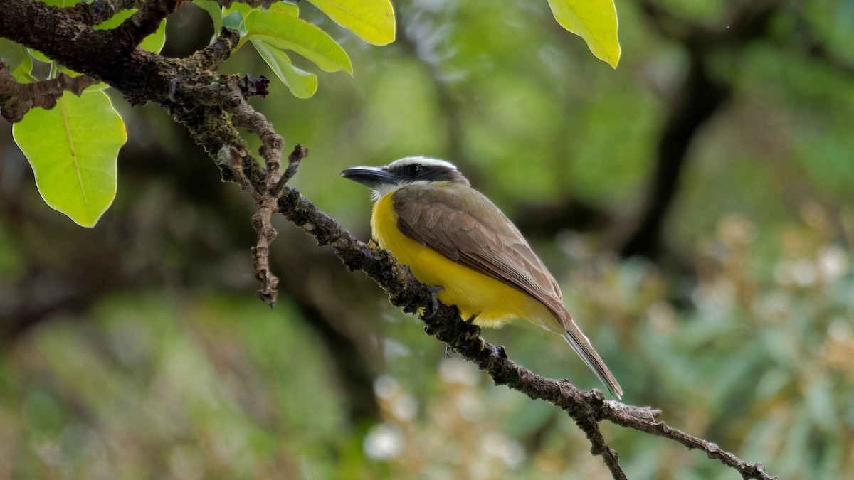 Boat-billed Flycatcher - ML619960640