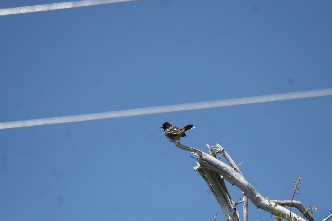 Spotted Towhee - ML619960641