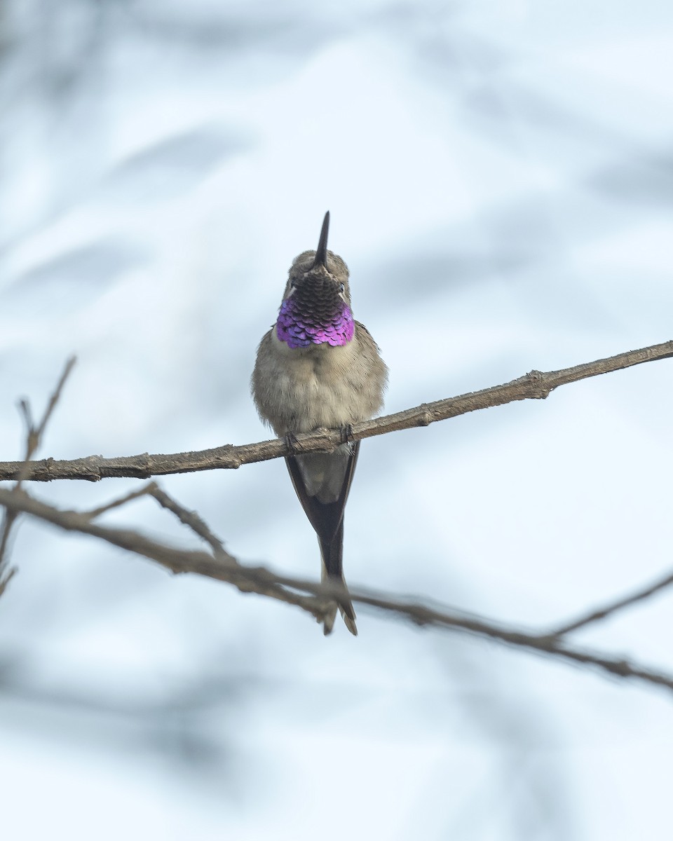 vesperkolibri - ML619960642