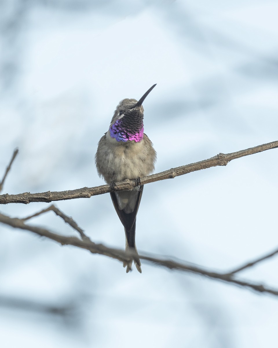 vesperkolibri - ML619960643