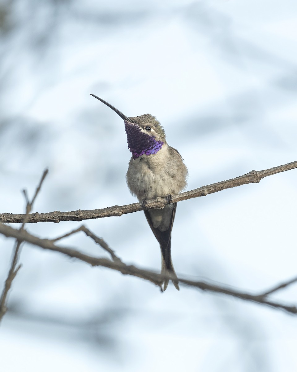 Colibrí del Atacama - ML619960644