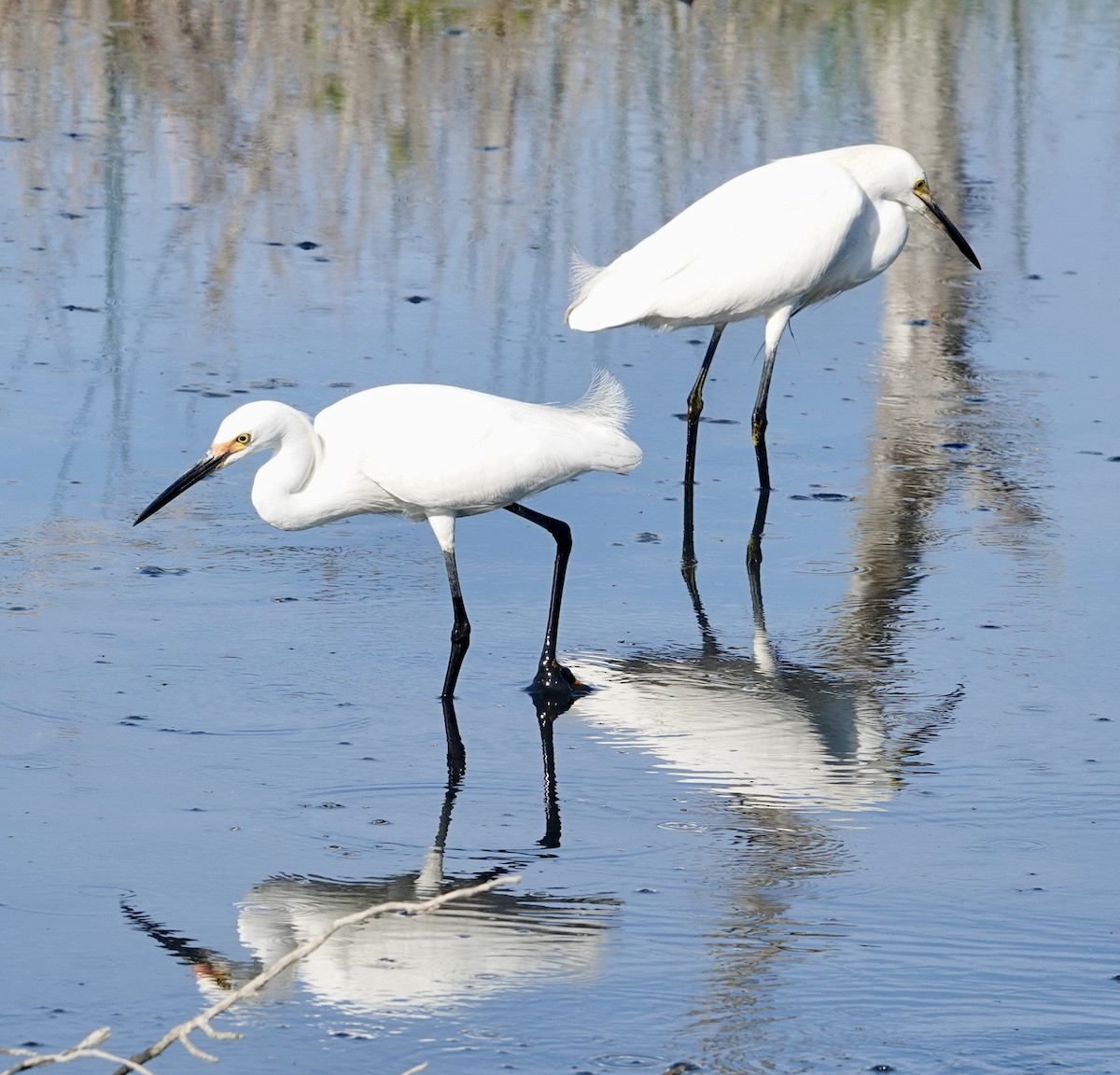 Snowy Egret - ML619960646