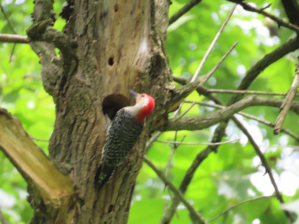 Red-bellied Woodpecker - ML619960650
