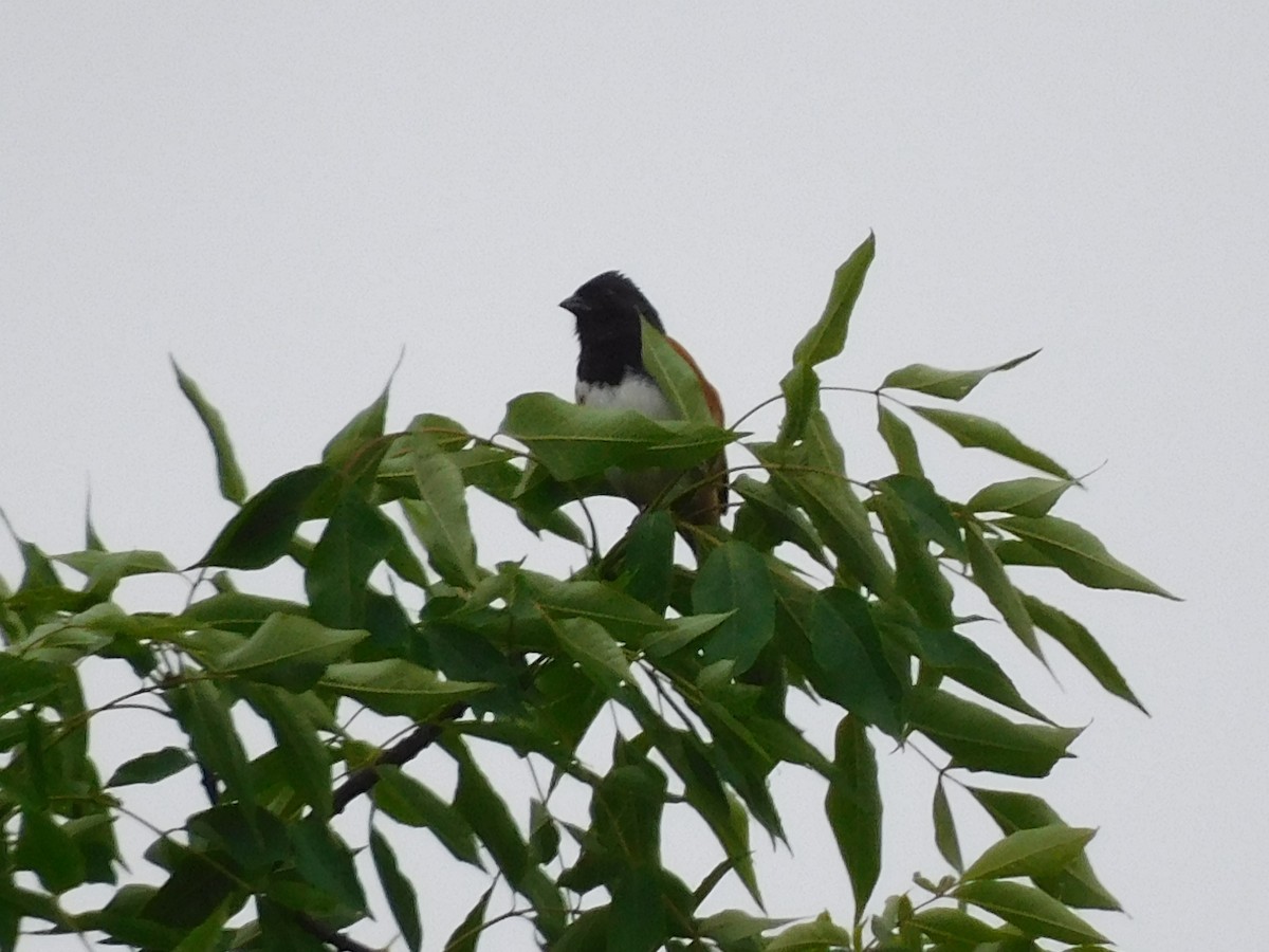 Eastern Towhee - ML619960661