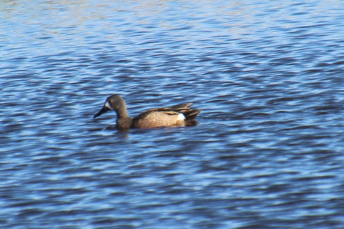 Blue-winged Teal - ML619960678