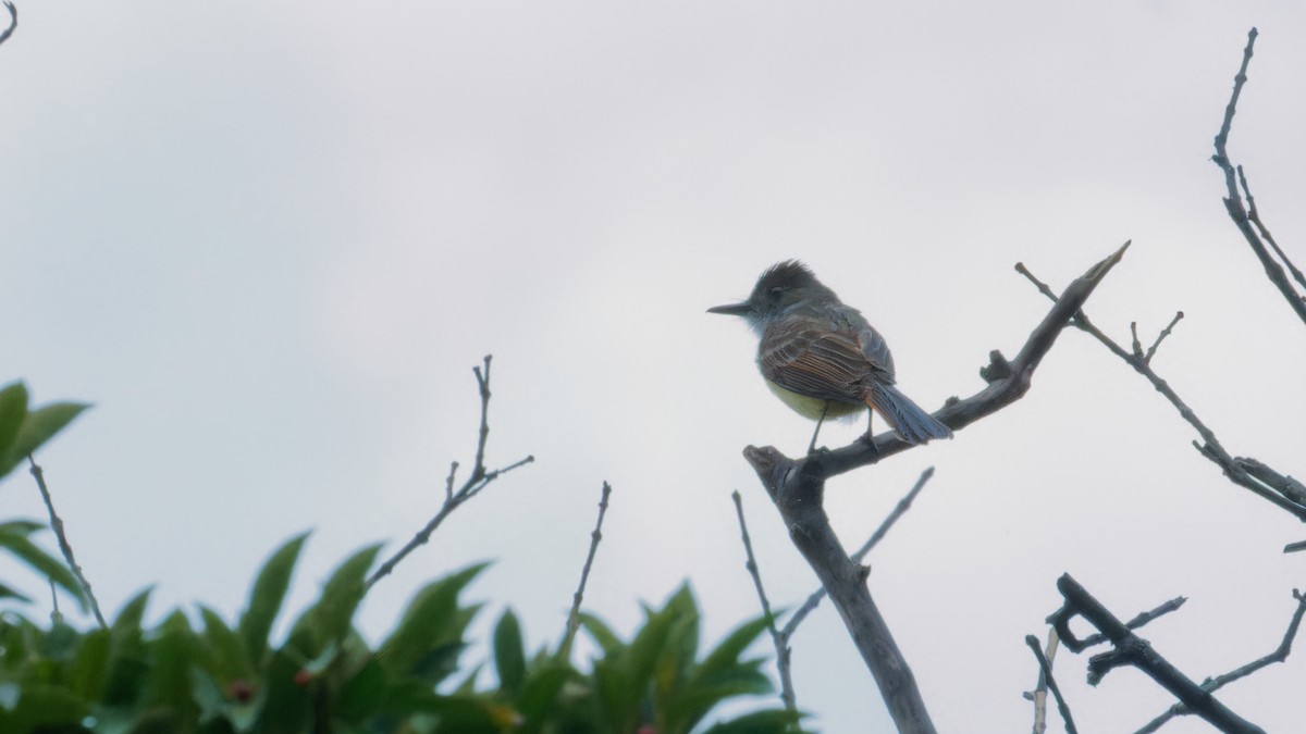 Dusky-capped Flycatcher - ML619960690