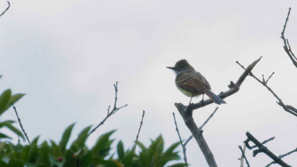 Dusky-capped Flycatcher - ML619960691