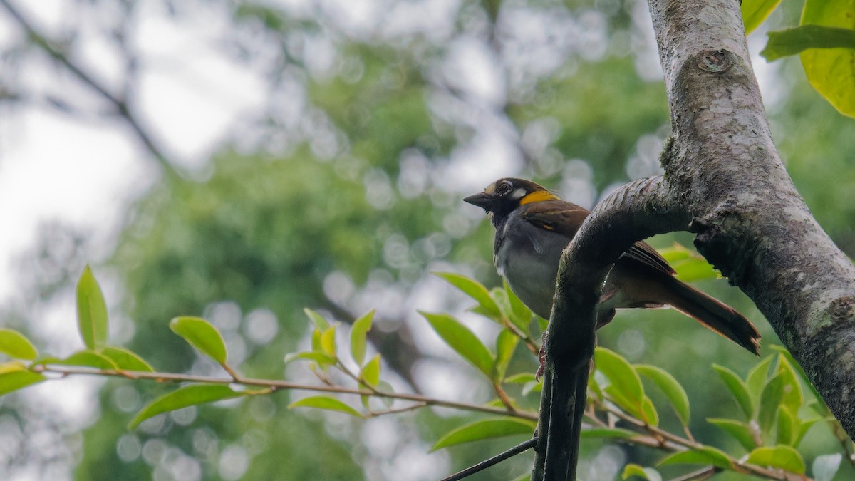 White-eared Ground-Sparrow - ML619960698