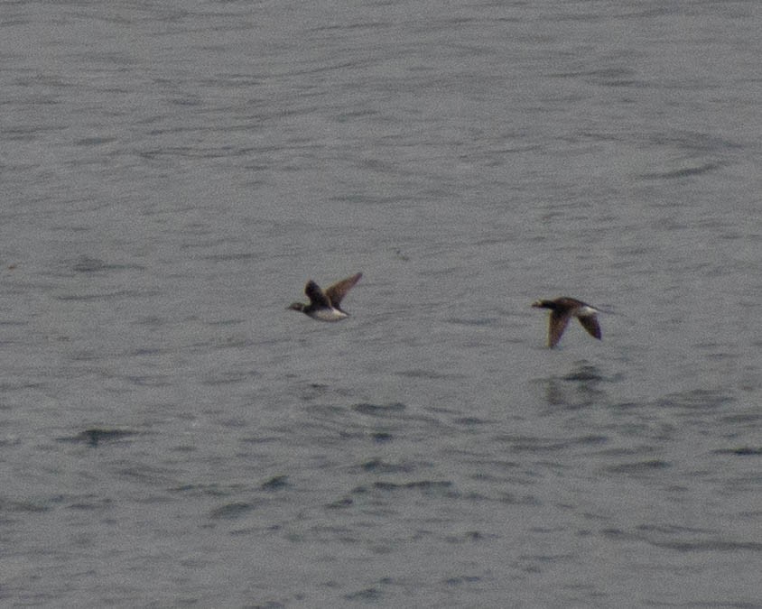 Long-tailed Duck - ML619960706