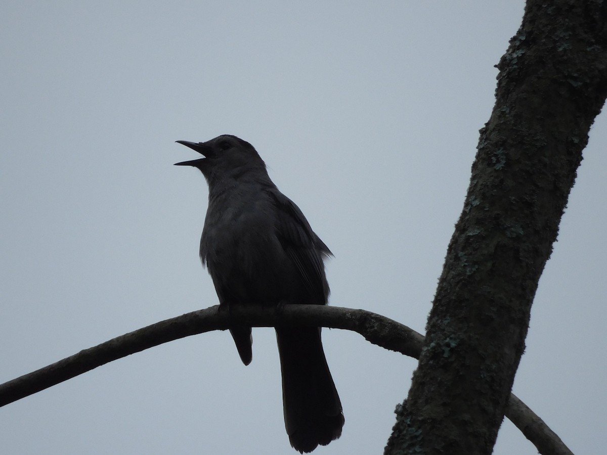 Gray Catbird - ML619960721