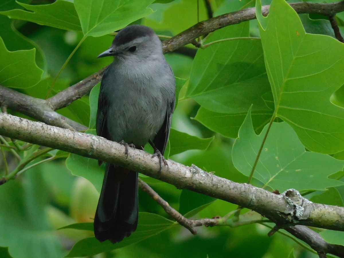 Gray Catbird - ML619960723