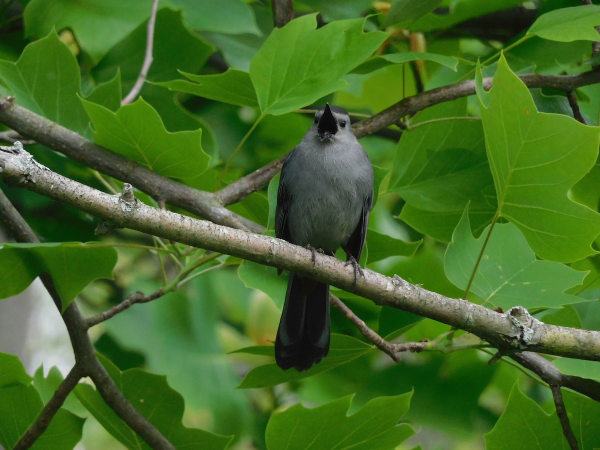 Gray Catbird - Charles Chu