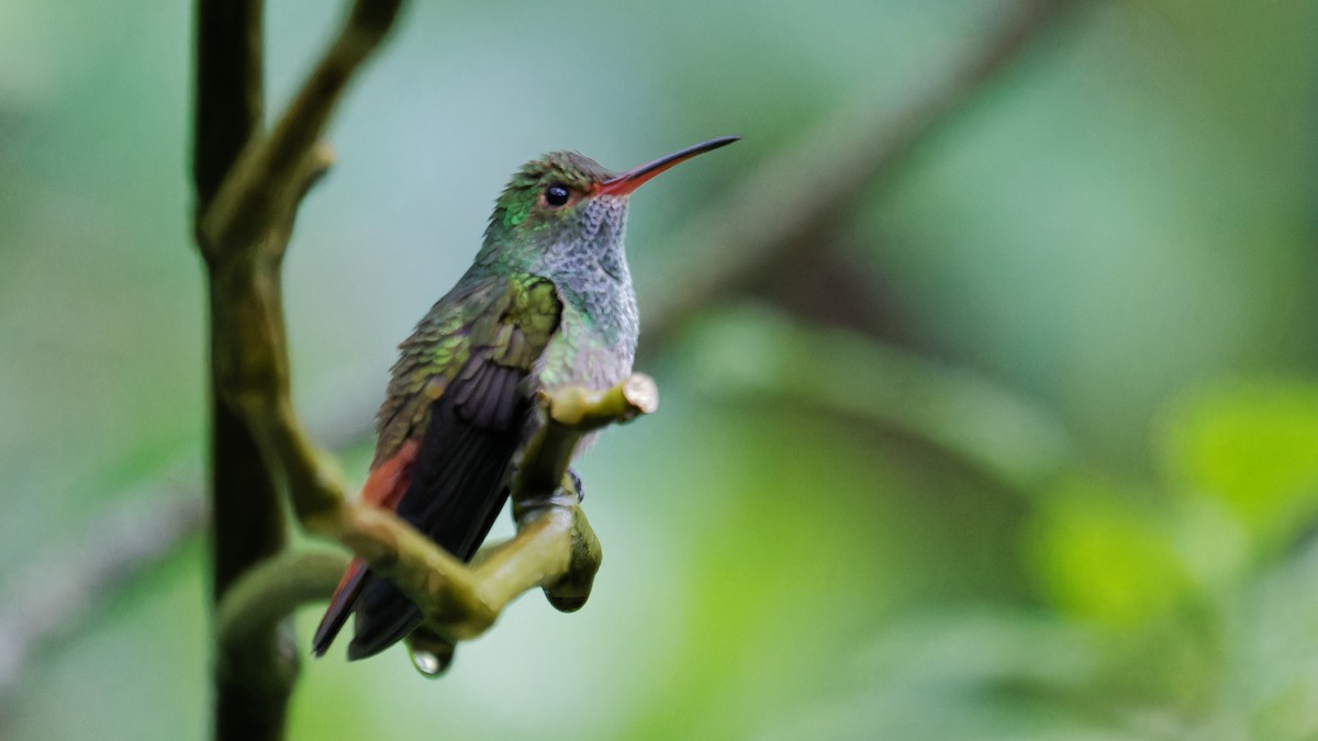 Rufous-tailed Hummingbird - ML619960725