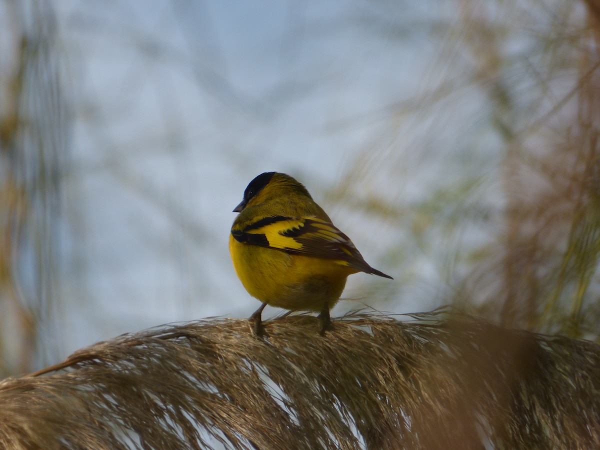 Hooded Siskin - ML619960727