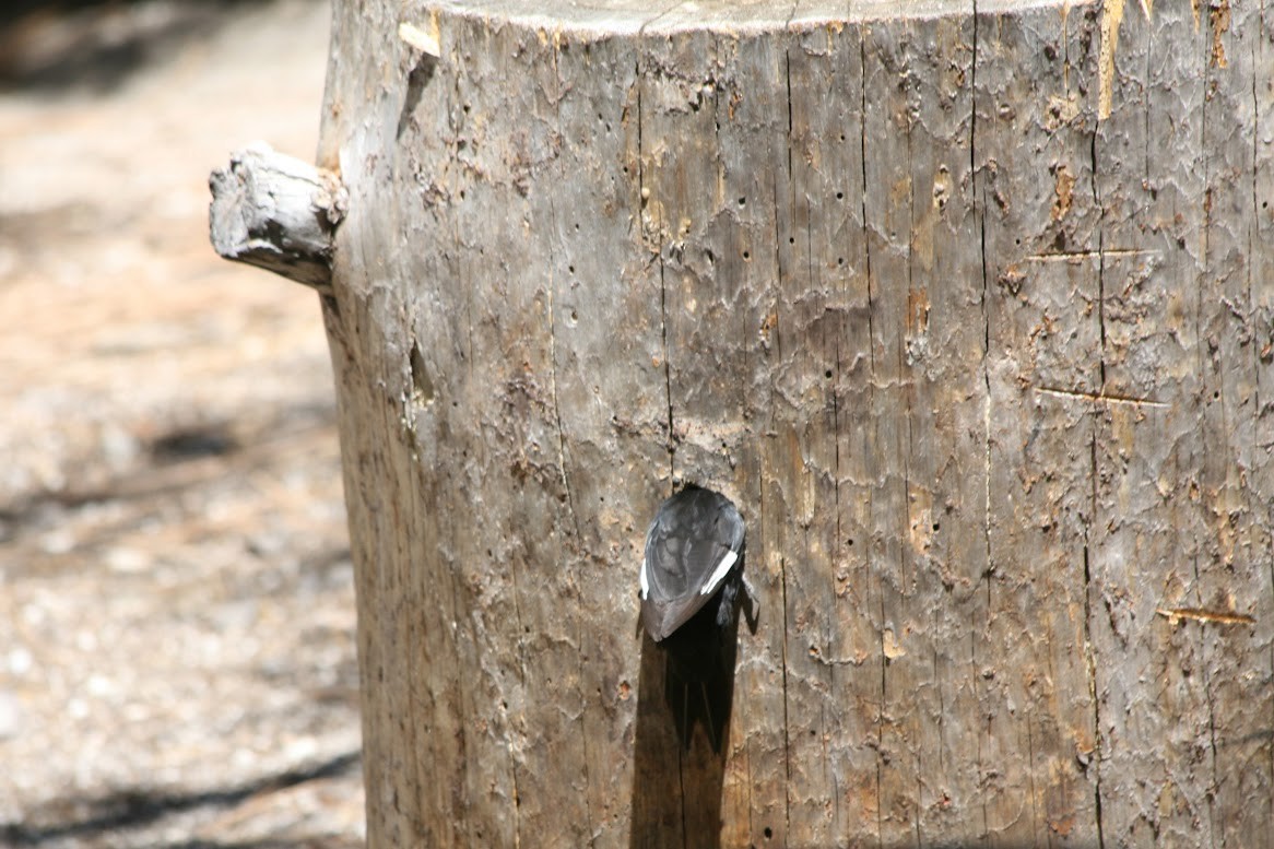 White-headed Woodpecker - ML619960734