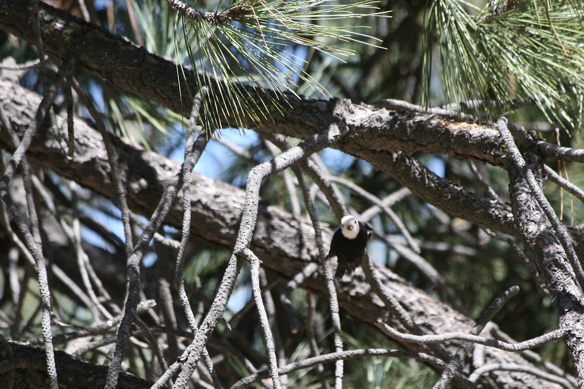 White-headed Woodpecker - ML619960735