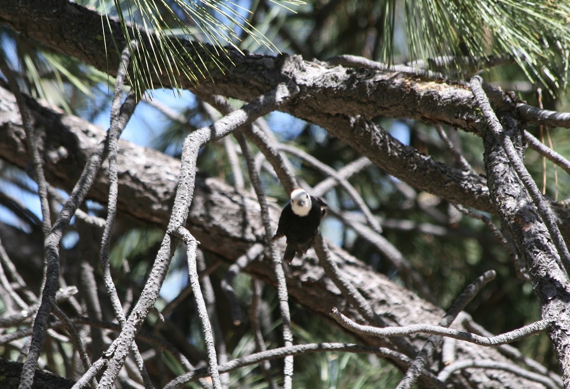 White-headed Woodpecker - ML619960740