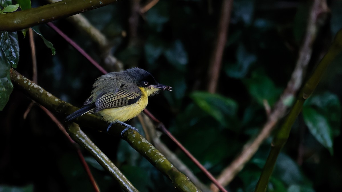 Common Tody-Flycatcher - ML619960741