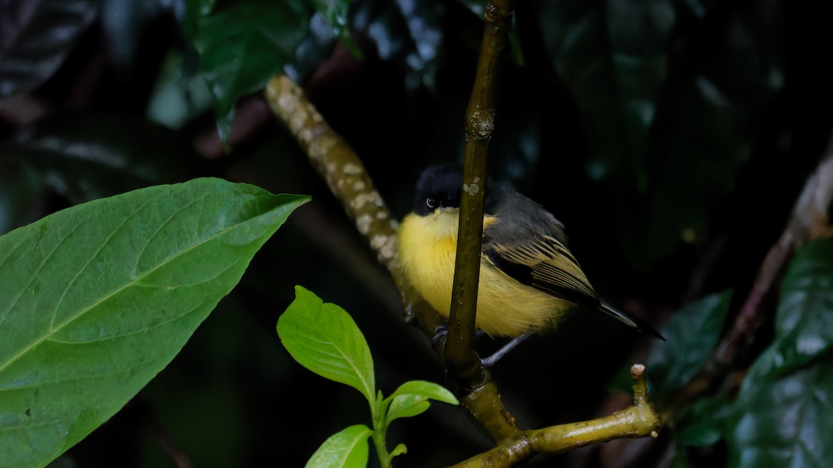 Common Tody-Flycatcher - ML619960742