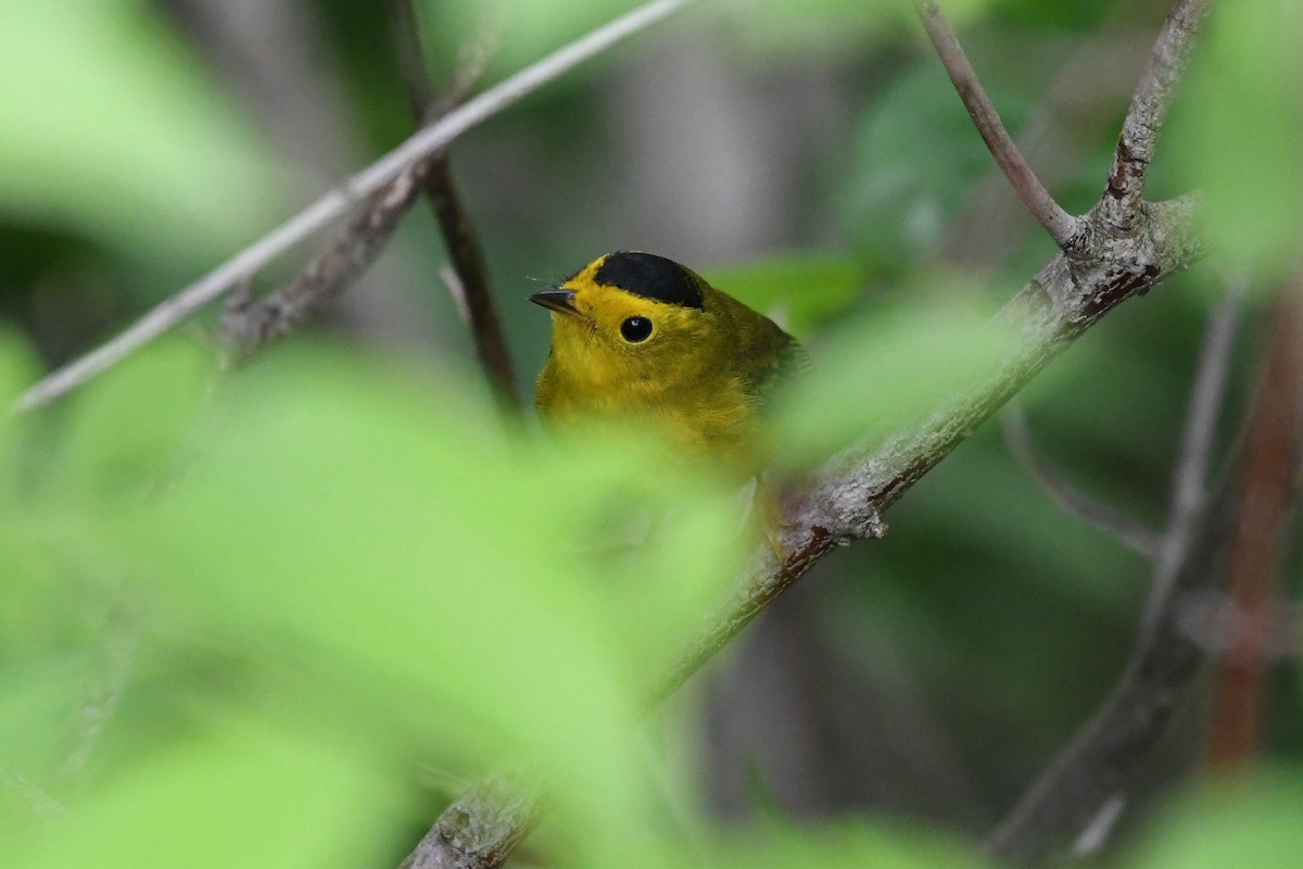 Wilson's Warbler - ML619960746