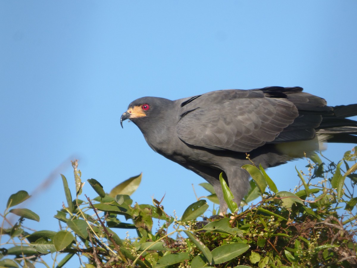 Snail Kite - ML619960754