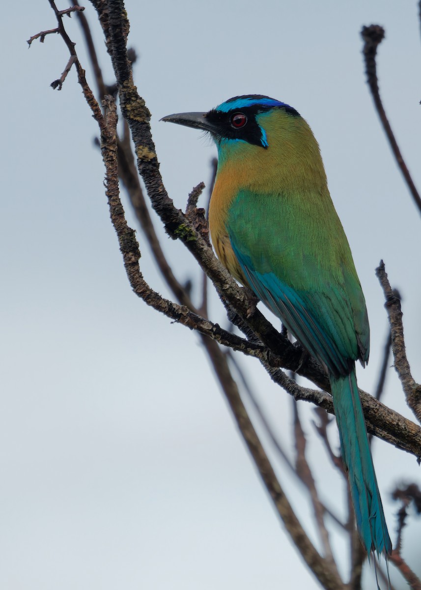 Lesson's Motmot - ML619960768