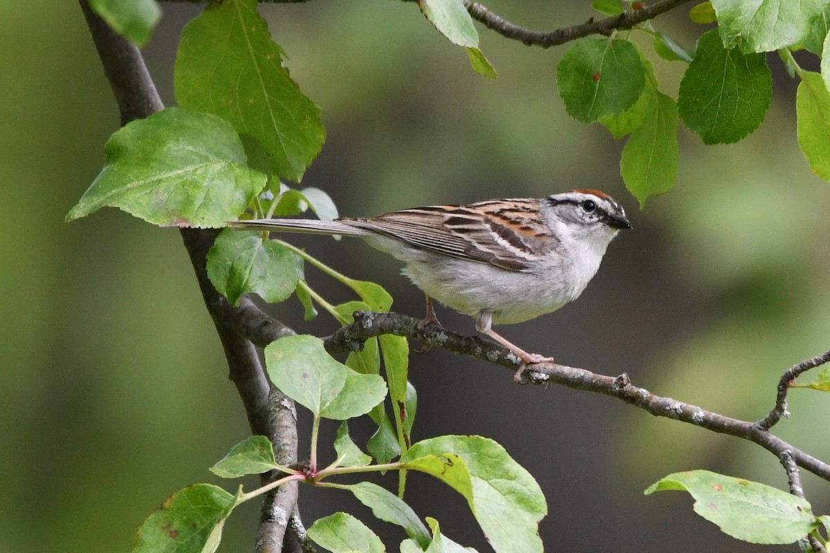 Chipping Sparrow - ML619960773