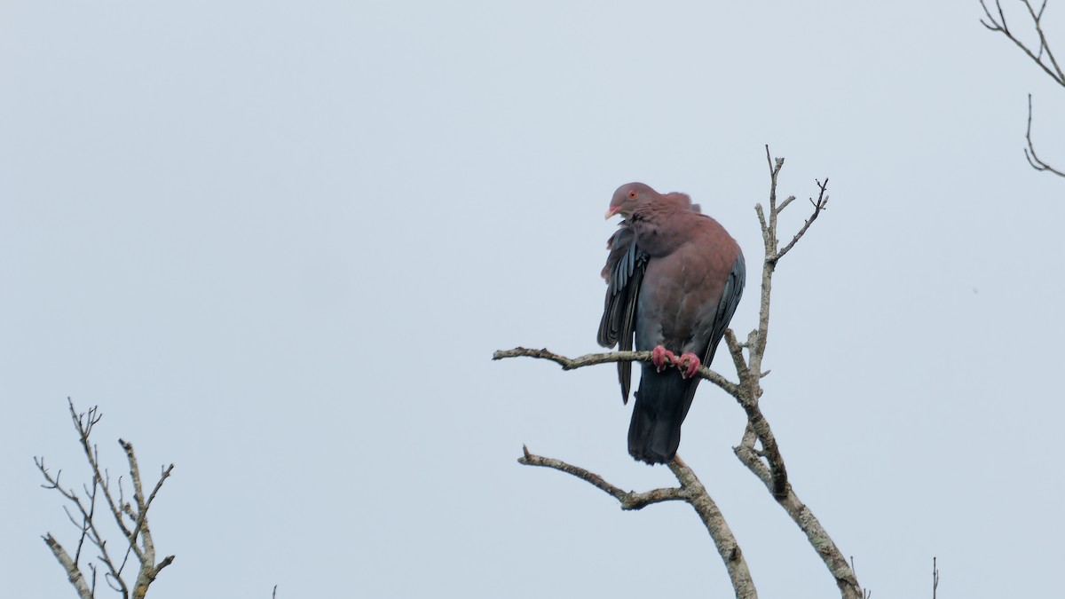 Pigeon à bec rouge - ML619960775