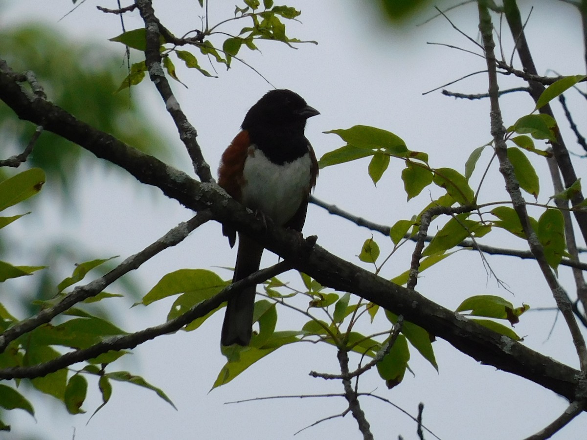 Eastern Towhee - ML619960777