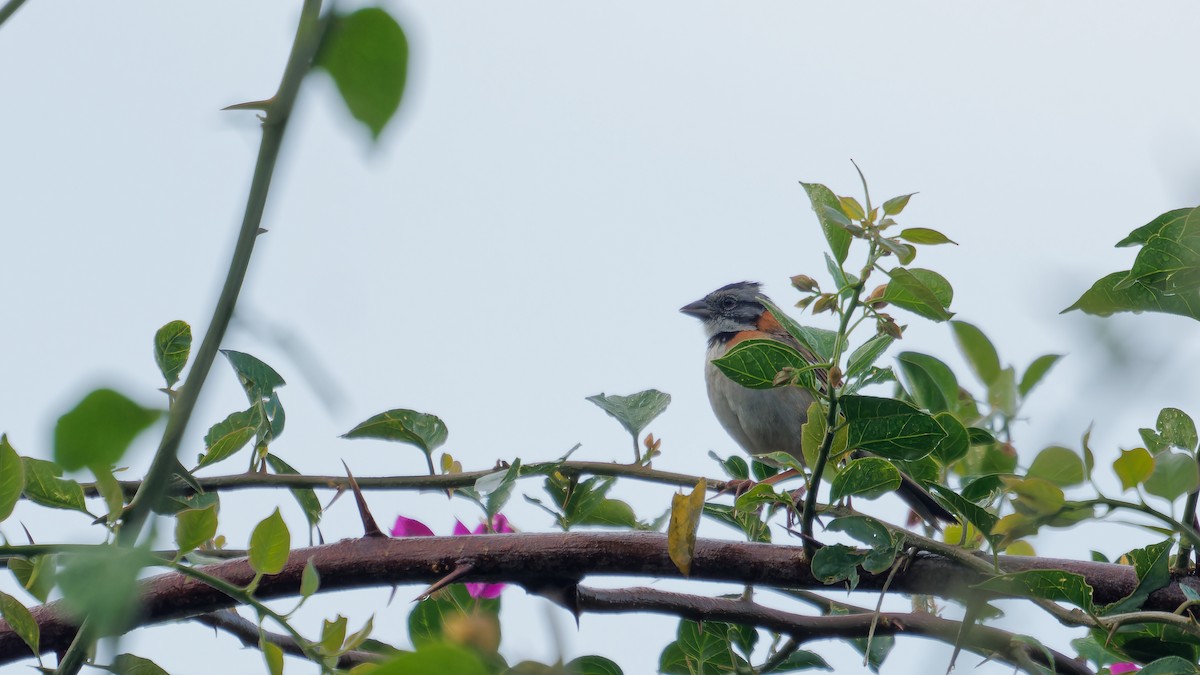 Rufous-collared Sparrow - ML619960788