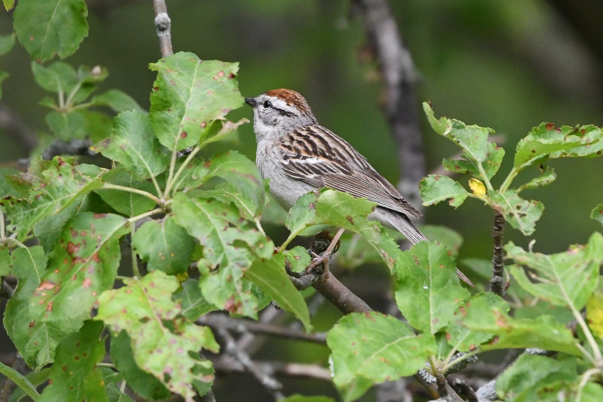Chipping Sparrow - ML619960801
